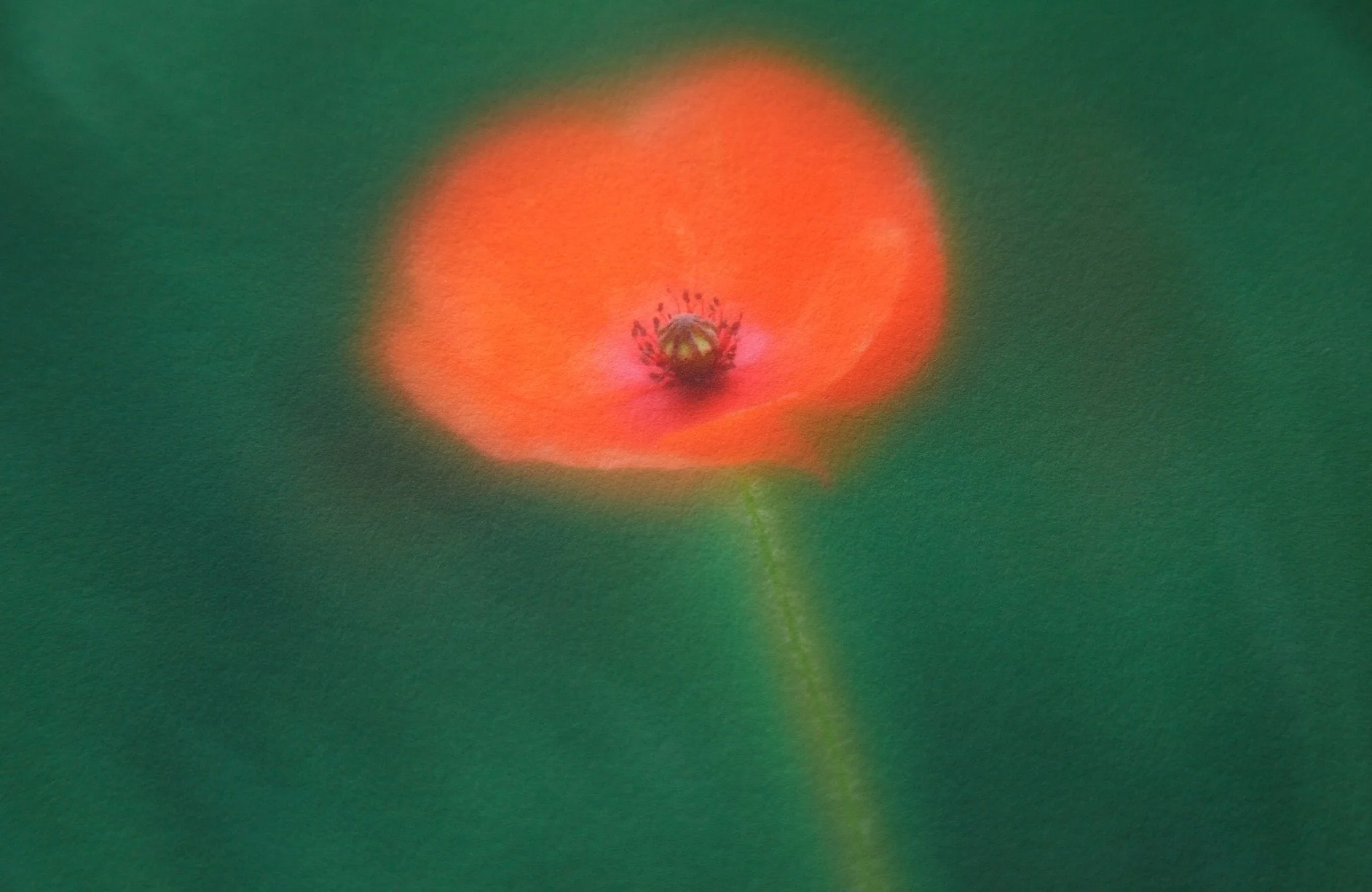 Flower Art Print for Home Interiors 'Poppy' - Image 6