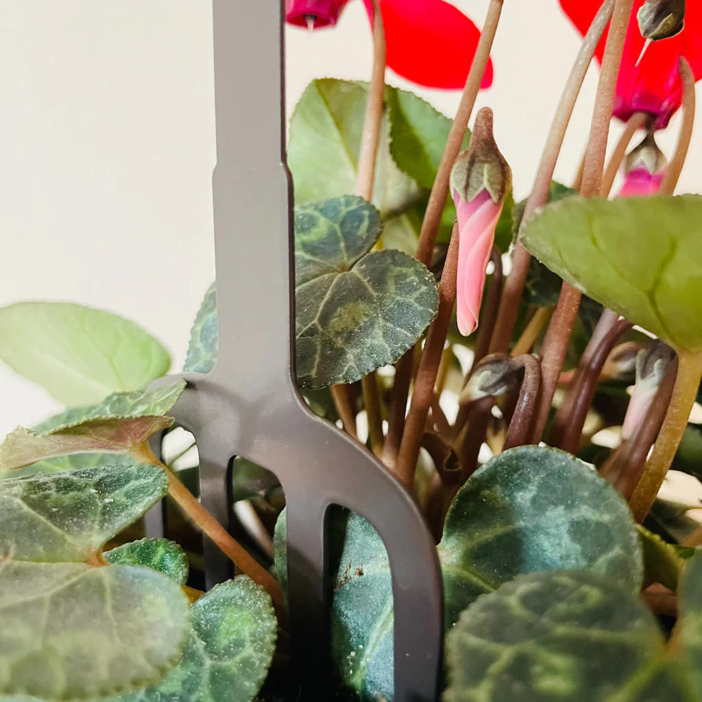 Pot Stems - Robin on a fork with mistletoe - Image 2