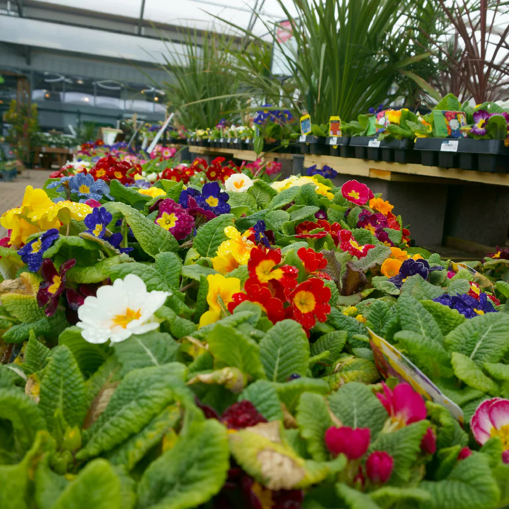 Primrose Plants, 'Husky Mix', 20 x Full Plant Pack - Image 4
