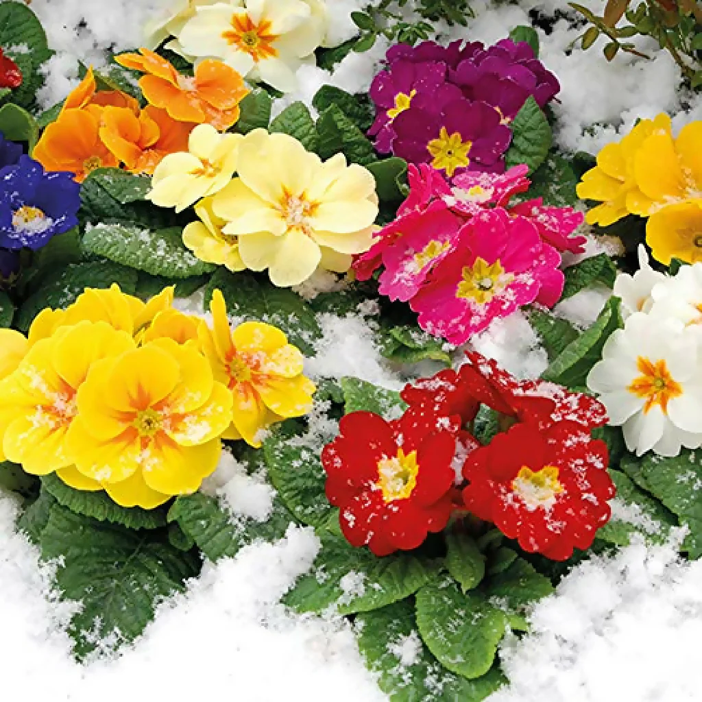Primula Plants, 'Husky Mix', 6 x Full Plant Pack - Image 3