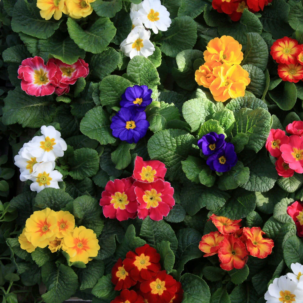 Primula Plants, 'Multicolours Mix', 20 x Full Plant Pack - Image 2