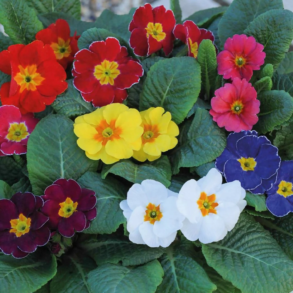 Primula Plants, 'Multicolours Mix', 6 x Full Plant Pack - Image 2