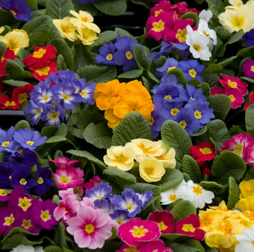 Primula Plants, 'Multicolours Mix', 6 x Full Plant Pack - Image 3