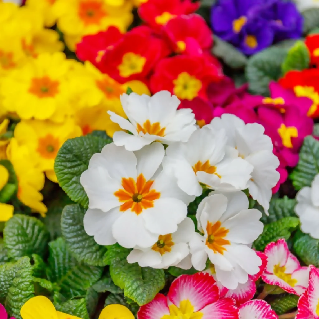 Primula Plants, 'Wanda Mix', 20 x Full Plant Pack