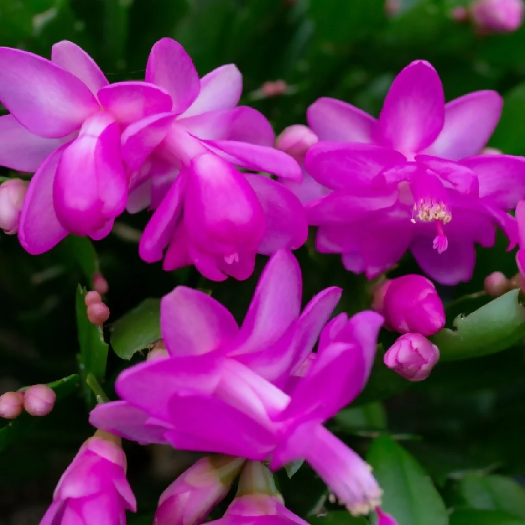 Purple Christmas Cactus Plants, 'Purple Dancer', Full Plants in 13cm Pots - Image 2