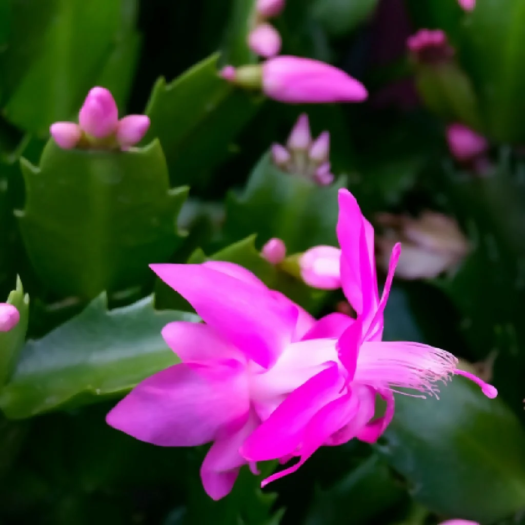 Purple Christmas Cactus Plants, 'Purple Dancer', Full Plants in 13cm Pots - Image 3