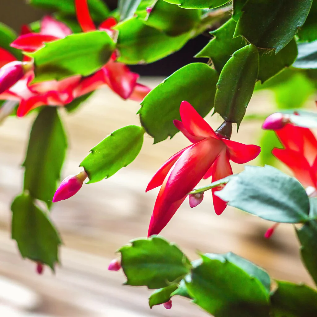 Red Christmas Cactus Plants, 'Caribbean Dancer', Full Plants in 13cm Pots - Image 2