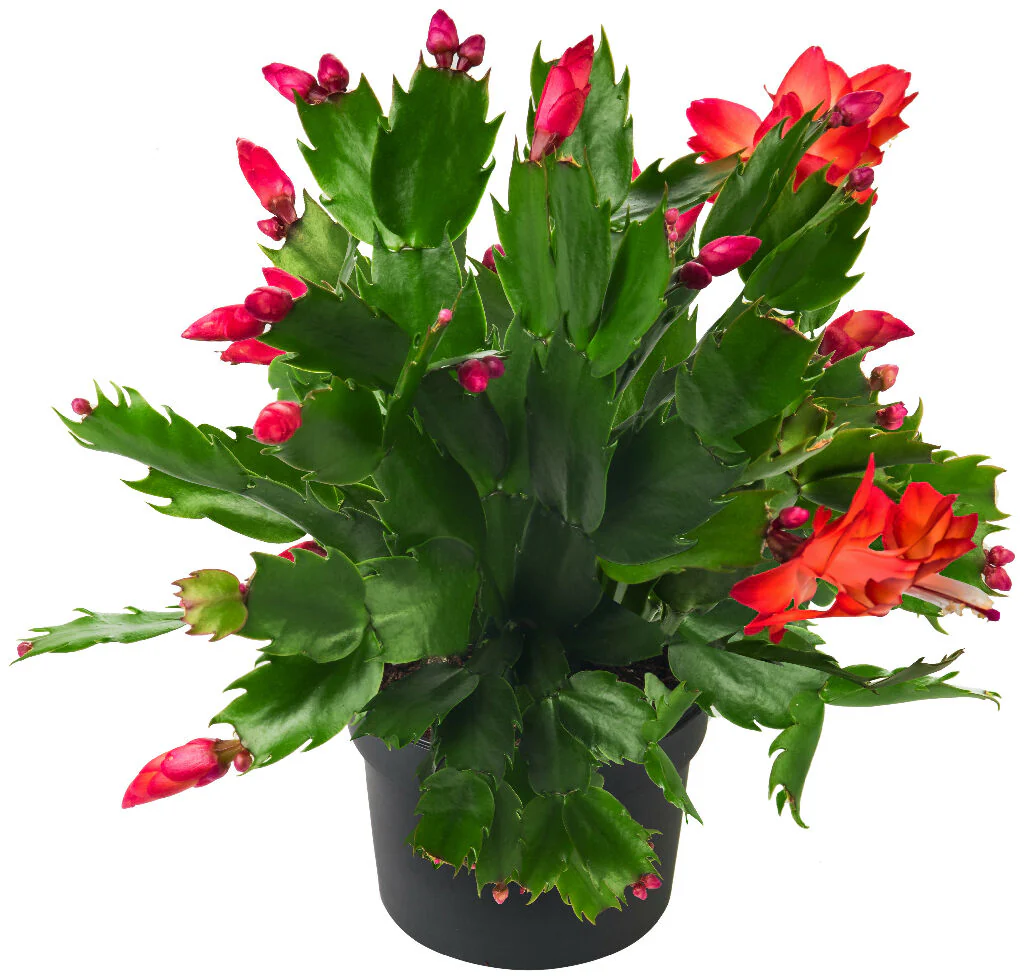Red Christmas Cactus Plants, 'Caribbean Dancer', Full Plants in 13cm Pots - Image 3