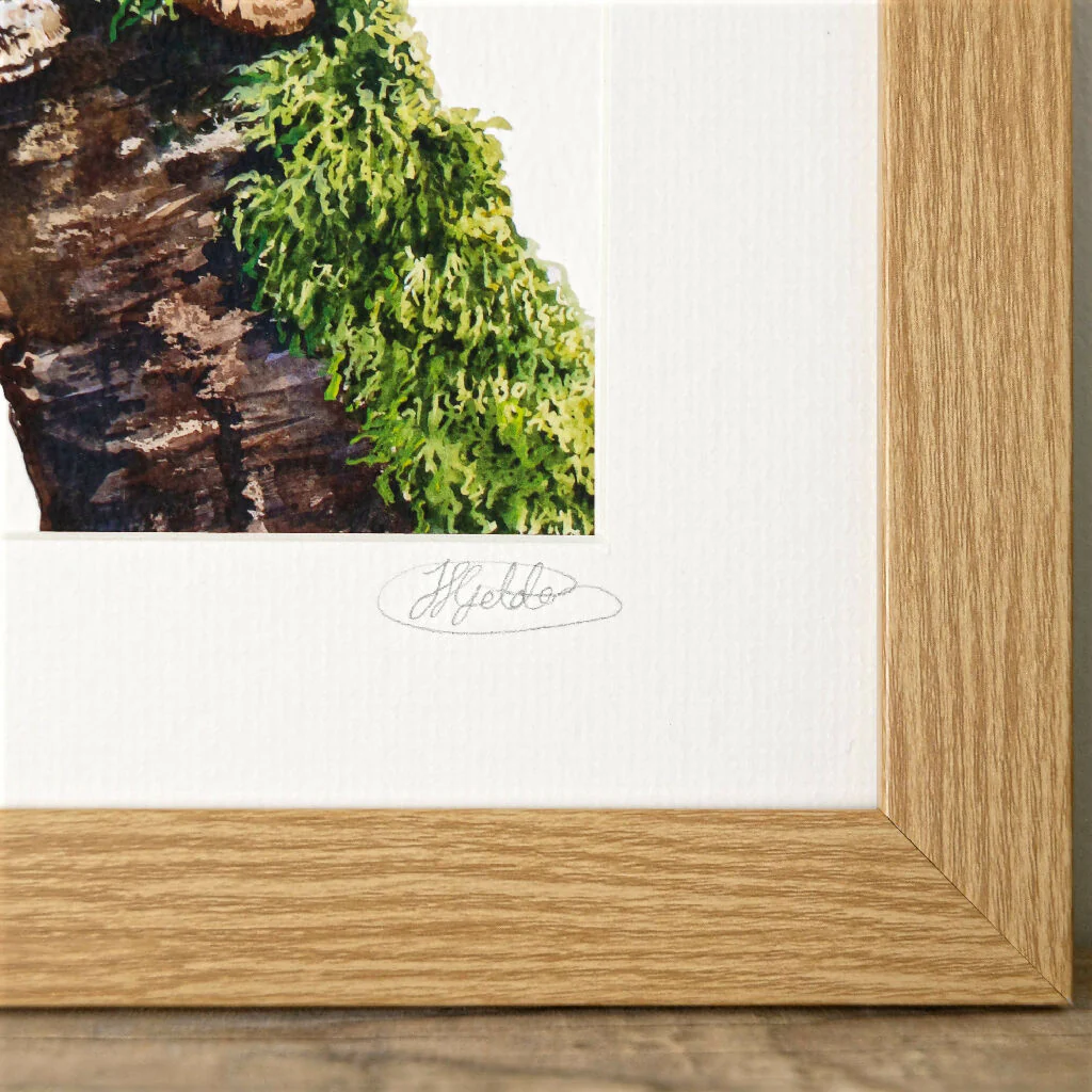 Robin Limited Edition Print 'King of the Castle' | Jina Gelder Illustration - Image 4