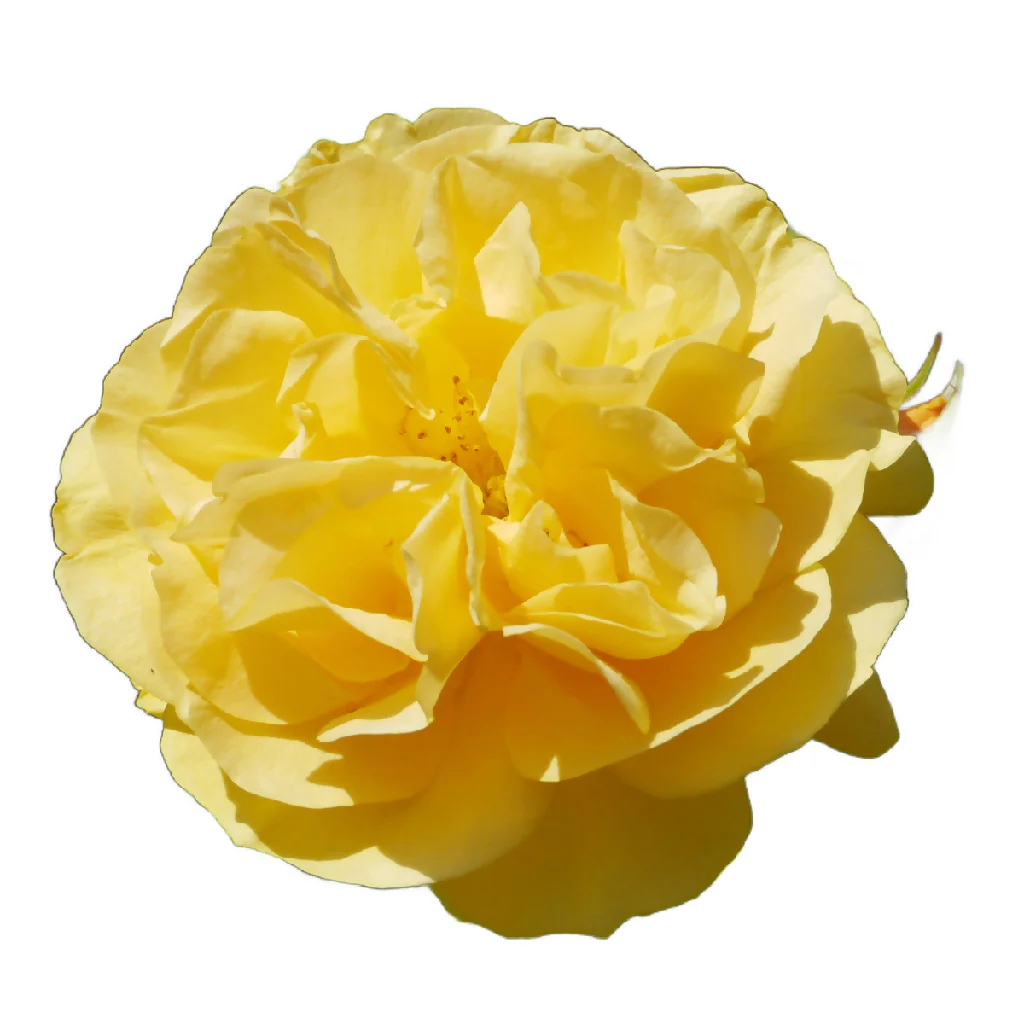 Rose Plant 'Absolutely Fabulous' Full Plants in 3 Litre Pots - Image 2