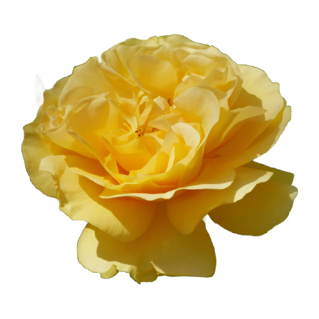 Rose Plant 'Absolutely Fabulous' Full Plants in 3 Litre Pots - Image 3