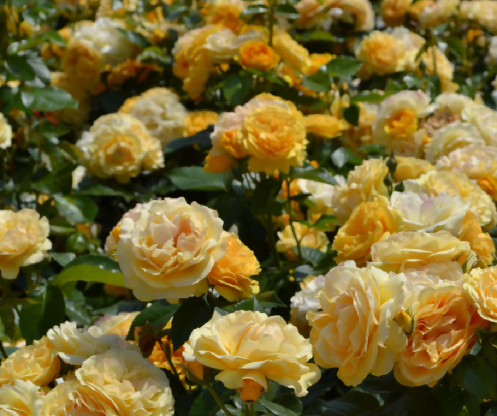 Rose Plant 'Absolutely Fabulous' Full Plants in 3 Litre Pots - Image 4