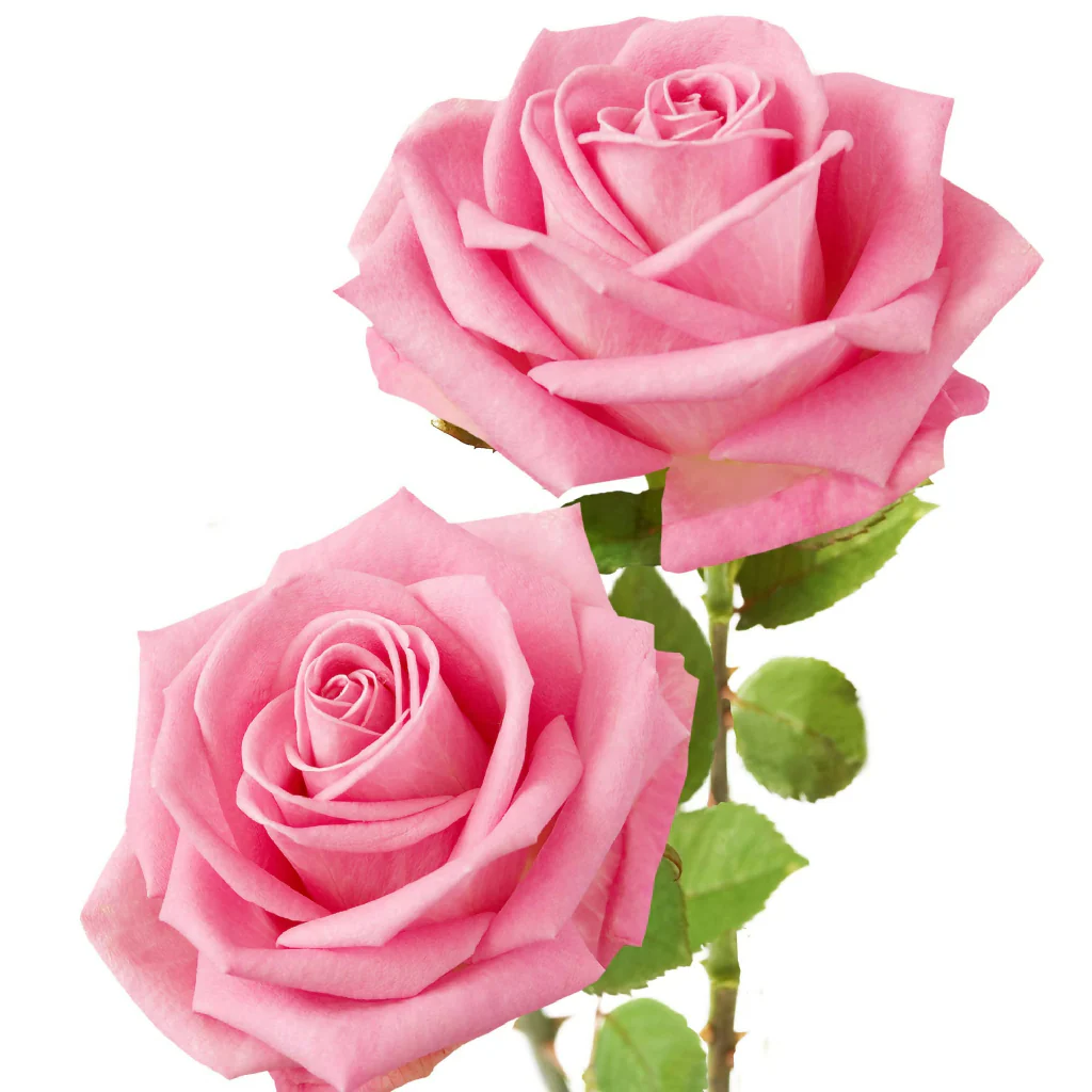 Rose Plant 'Amazing Grace ' Full Plants in 5 Litre Pots - Image 4