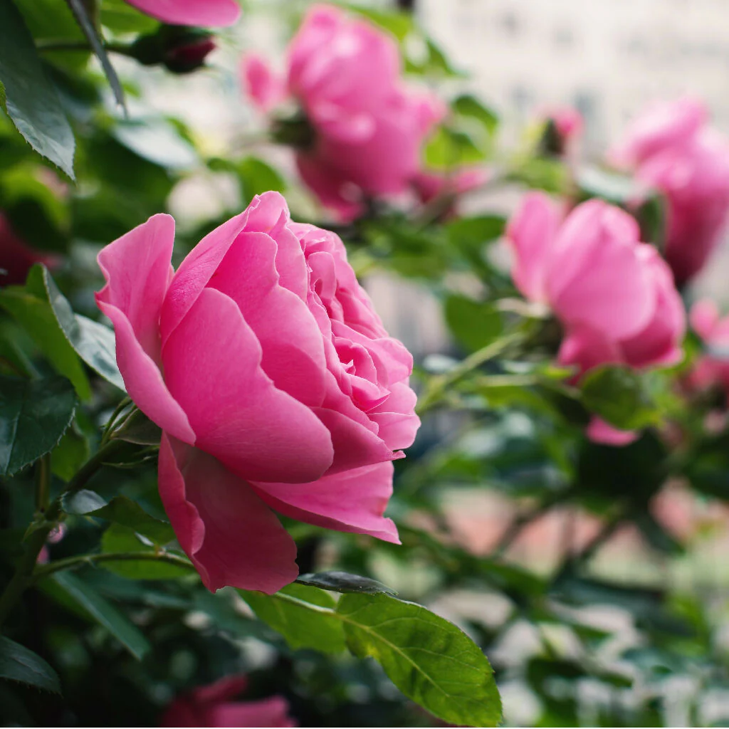 Rose Plant 'Anniversary Pink Rose' Full Plants in 5 Litre Pots - Image 2