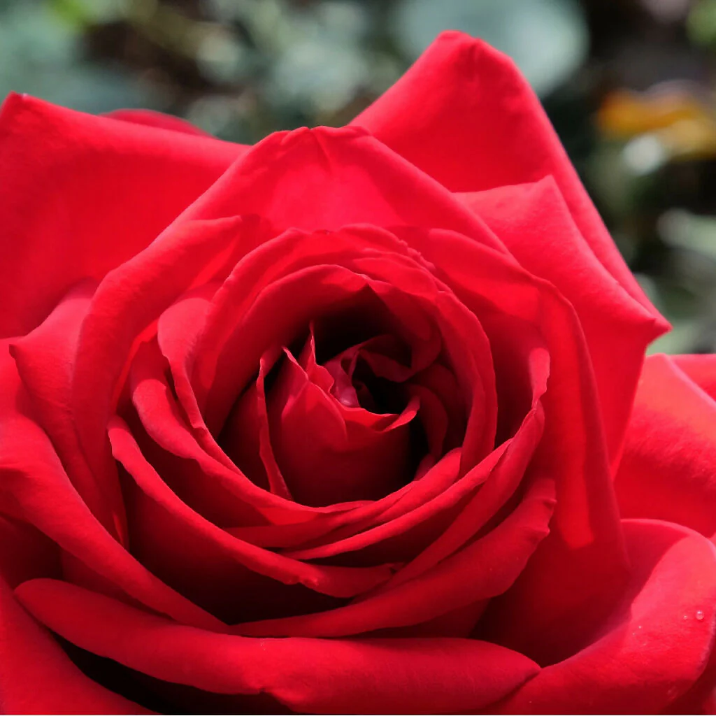 Rose Plant 'Anniversary Red Rose' Full Plants in 5 Litre Pots - Image 3