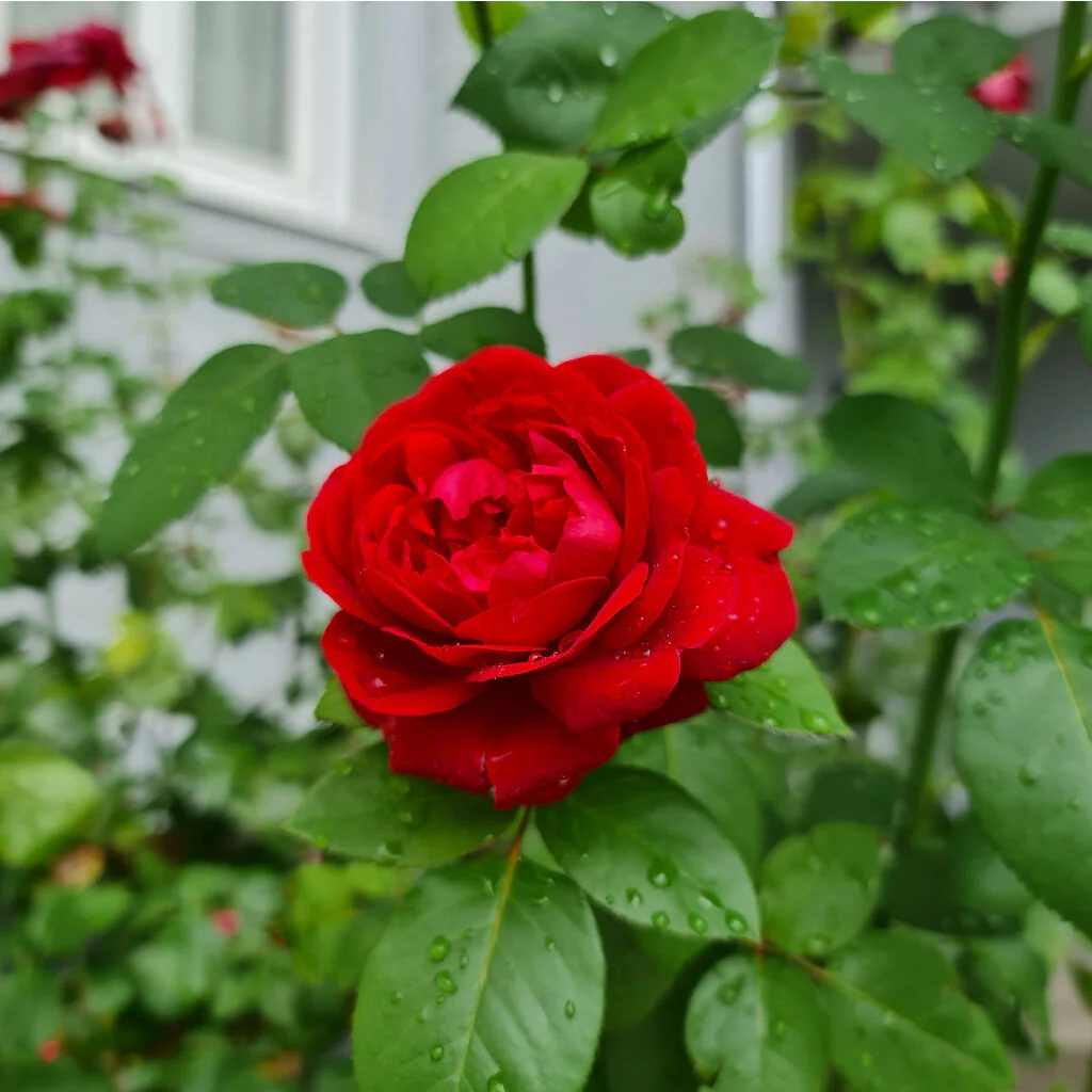 Rose Plant 'Anniversary Red Rose' Full Plants in 5 Litre Pots - Image 4