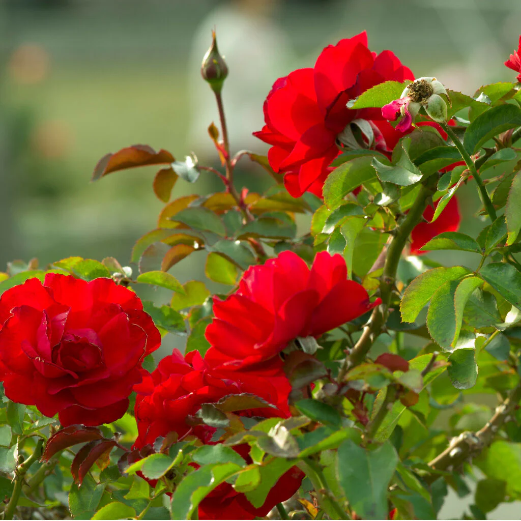 Rose Plant 'Birthday Wishes' Full Plants in 5 Litre Pots - Image 2