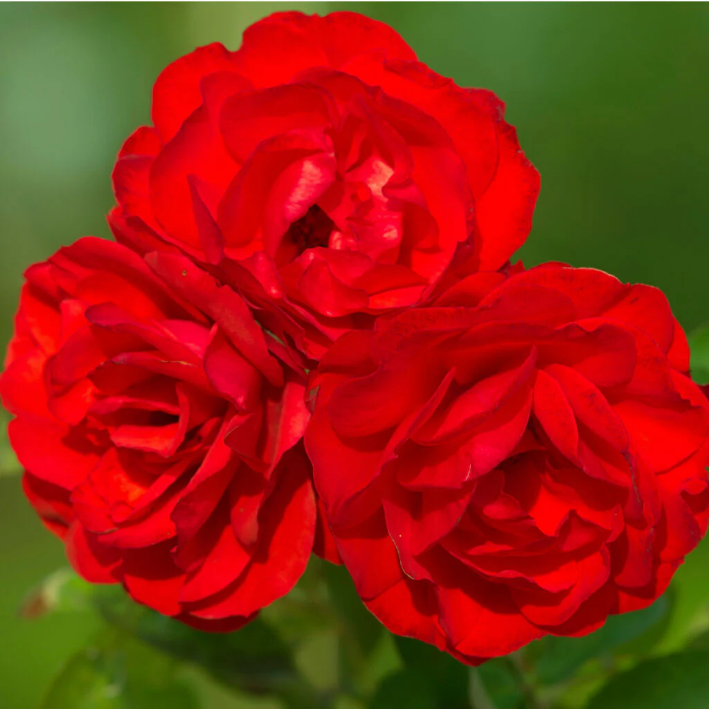 Rose Plant 'Birthday Wishes' Full Plants in 5 Litre Pots - Image 3