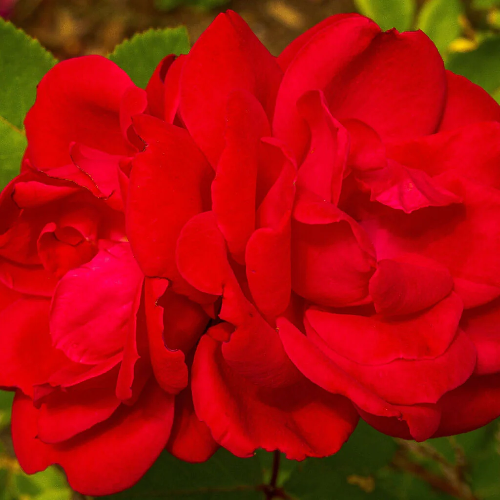 Rose Plant 'Birthday Wishes' Full Plants in 5 Litre Pots - Image 4