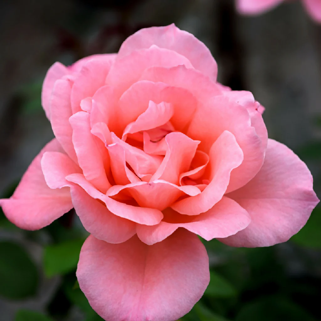 Rose Plant 'Blessings' Full Plants in 5 Litre Pots