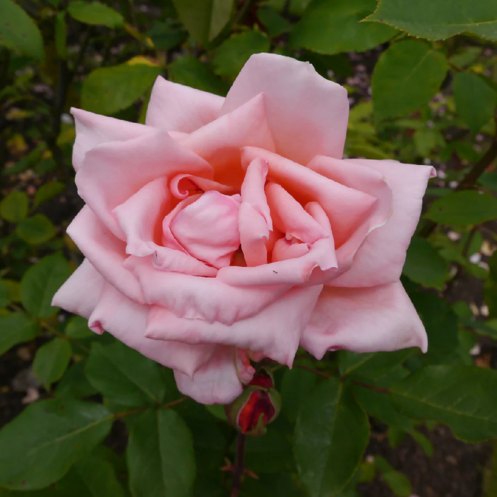 Rose Plant 'Blessings' Full Plants in 5 Litre Pots - Image 2