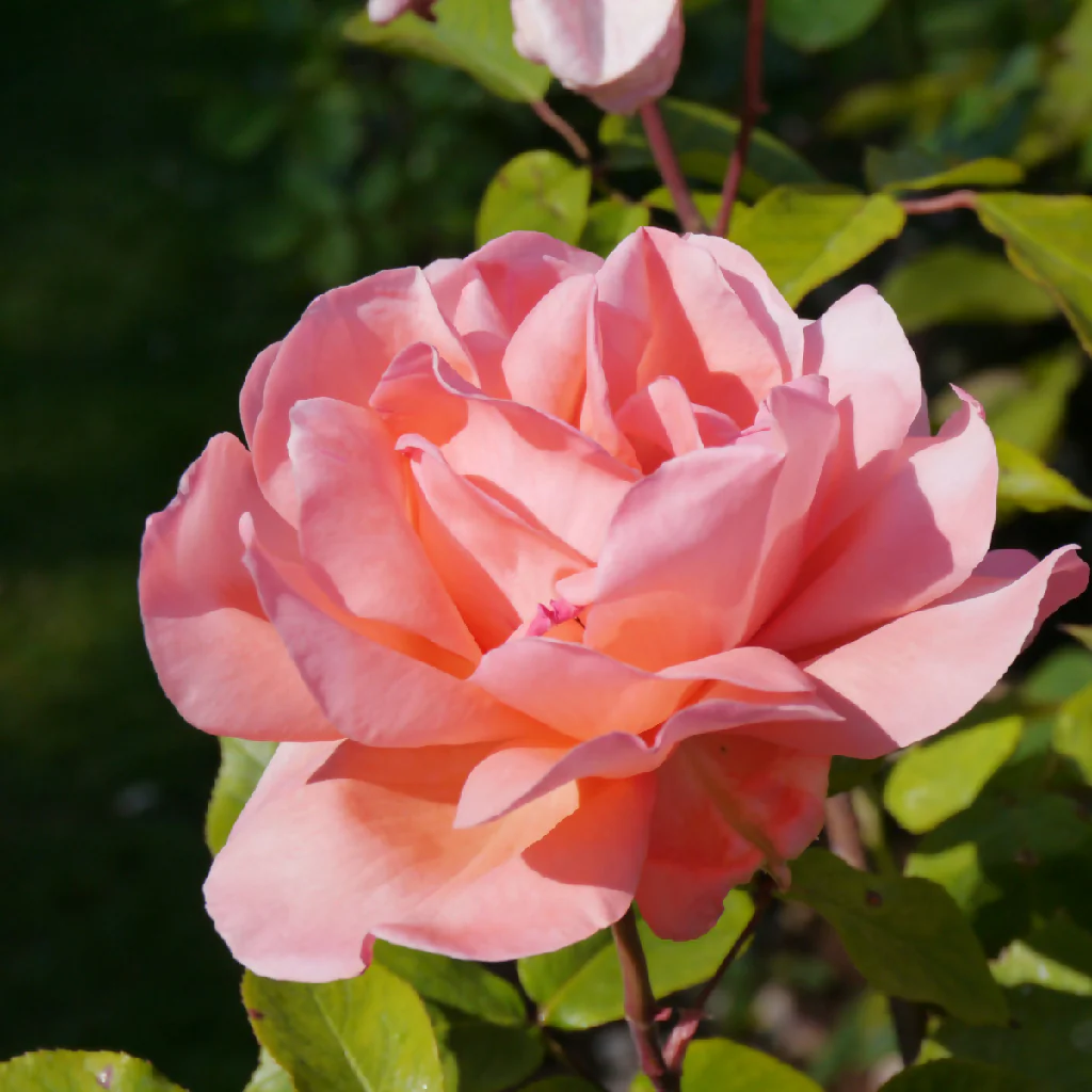 Rose Plant 'Blessings' Full Plants in 5 Litre Pots - Image 3