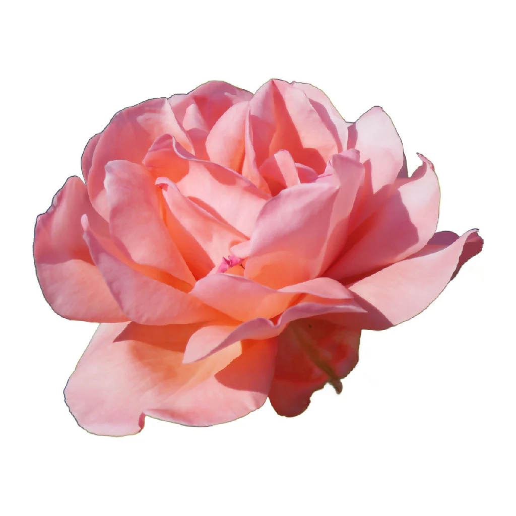 Rose Plant 'Blessings' Full Plants in 5 Litre Pots - Image 4