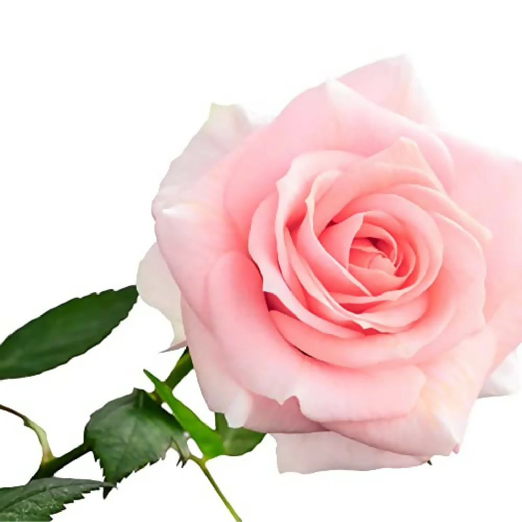 Rose Plant 'Compassion' Full Plants in 5 Litre Pots - Image 2