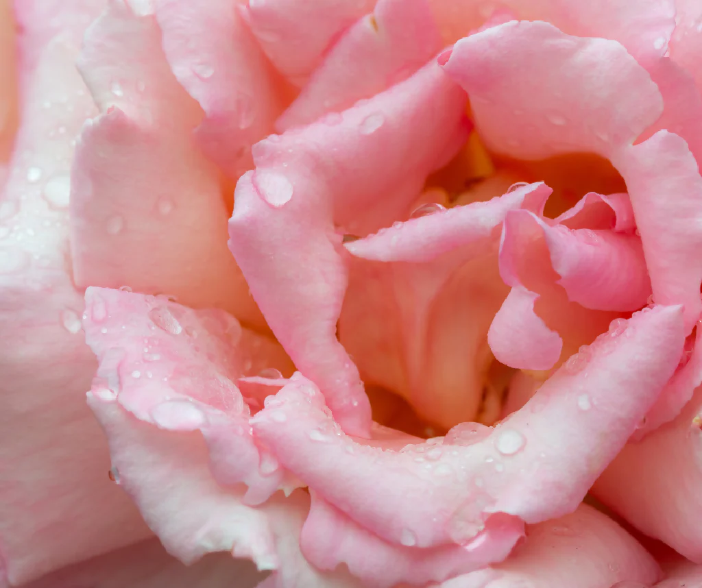 Rose Plant 'Compassion' Full Plants in 5 Litre Pots - Image 3