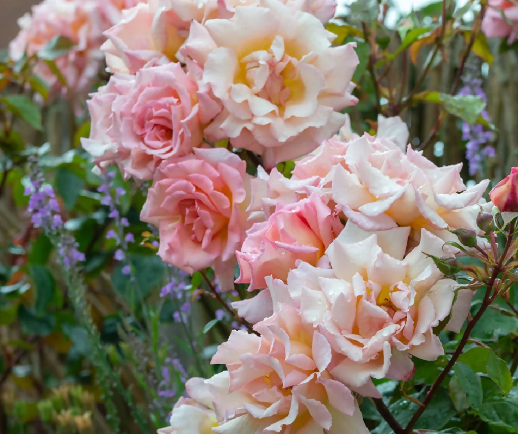 Rose Plant 'Compassion' Full Plants in 5 Litre Pots - Image 4