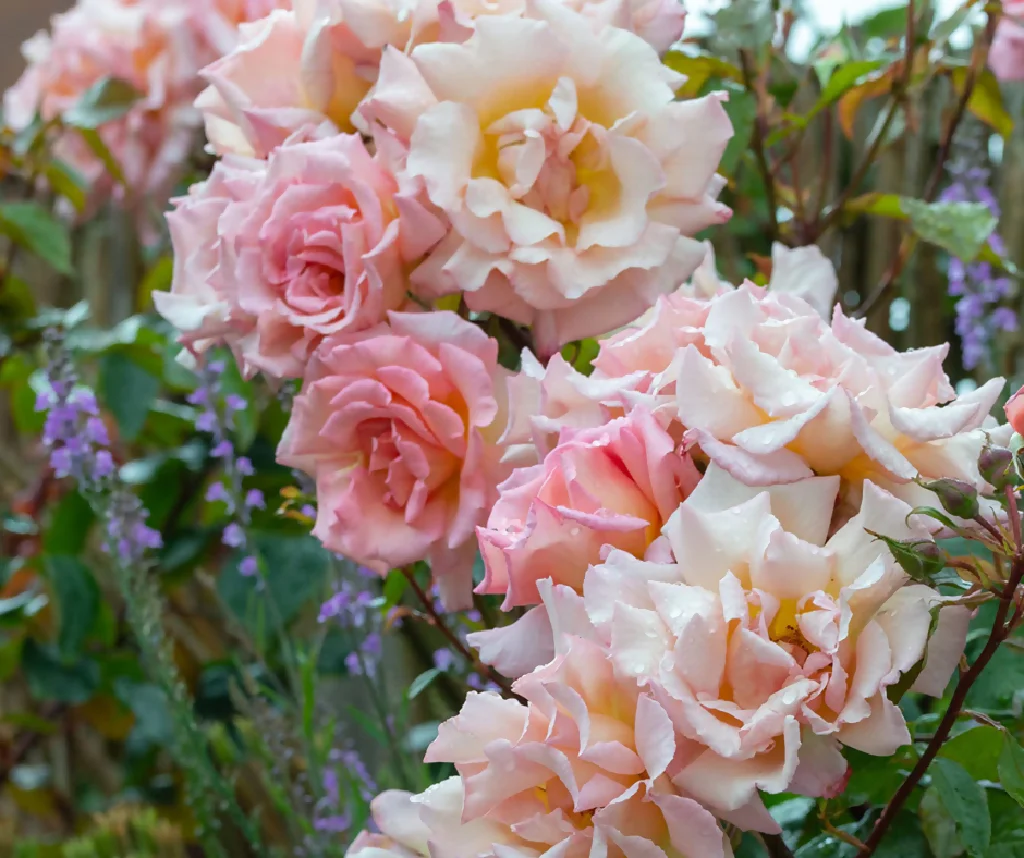 Rose Plant 'Compassion' Full Plants in 5 Litre Pots - Image 3