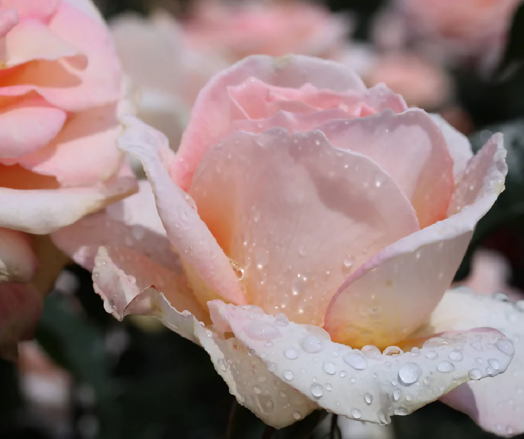 Rose Plant 'Compassion' Full Plants in 5 Litre Pots - Image 4