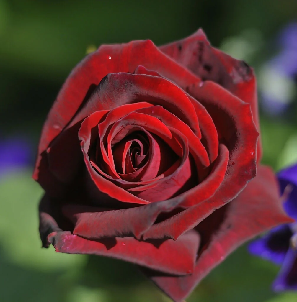 Rose Plant 'Deep Secret' Full Plants in 5 Litre Pots