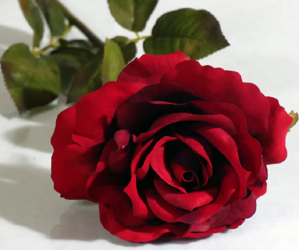 Rose Plant 'Deep Secret' Full Plants in 5 Litre Pots - Image 3