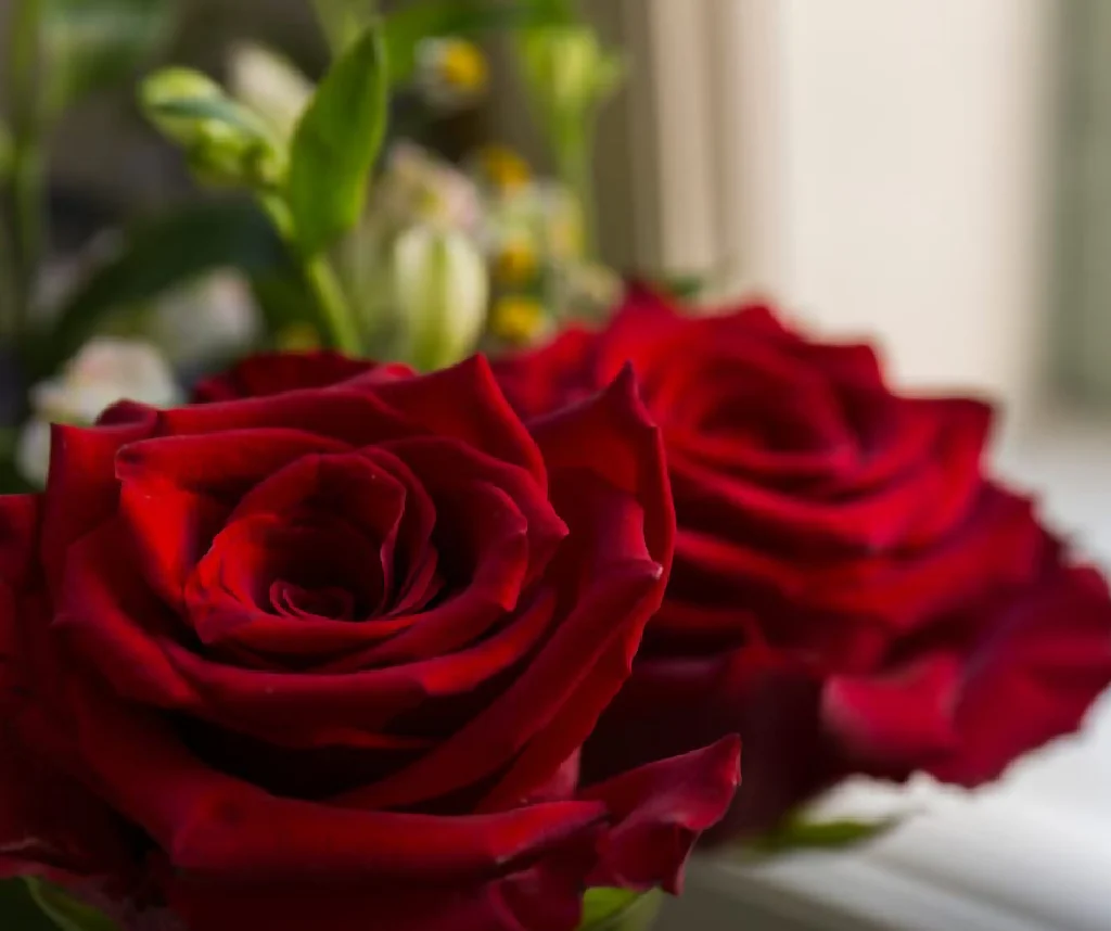 Rose Plant 'Deep Secret' Full Plants in 5 Litre Pots - Image 4