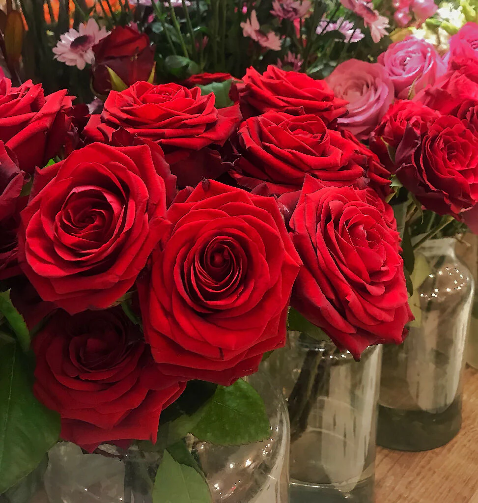Rose Plant 'Deep Secret' Full Plants in 5 Litre Pots - Image 2