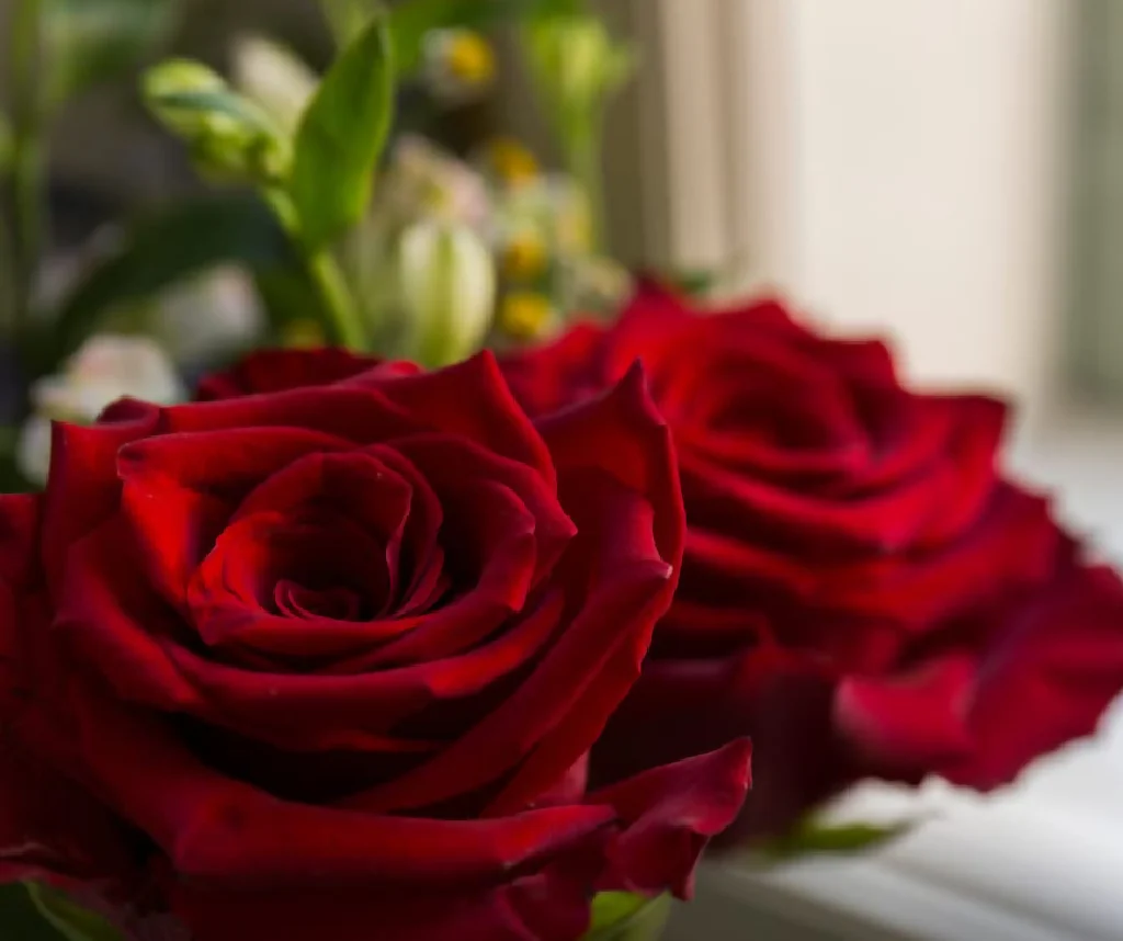 Rose Plant 'Deep Secret' Full Plants in 5 Litre Pots - Image 3