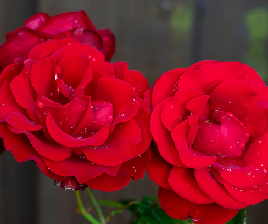 Rose Plant 'Dublin Bay ' Full Plants in 5 Litre Pots