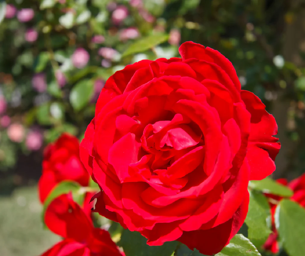 Rose Plant 'Dublin Bay ' Full Plants in 5 Litre Pots - Image 2