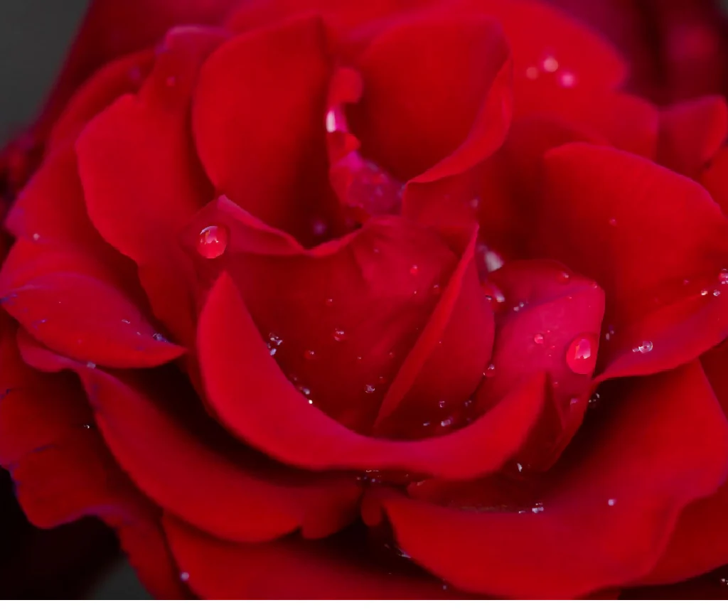 Rose Plant 'Dublin Bay ' Full Plants in 5 Litre Pots - Image 3