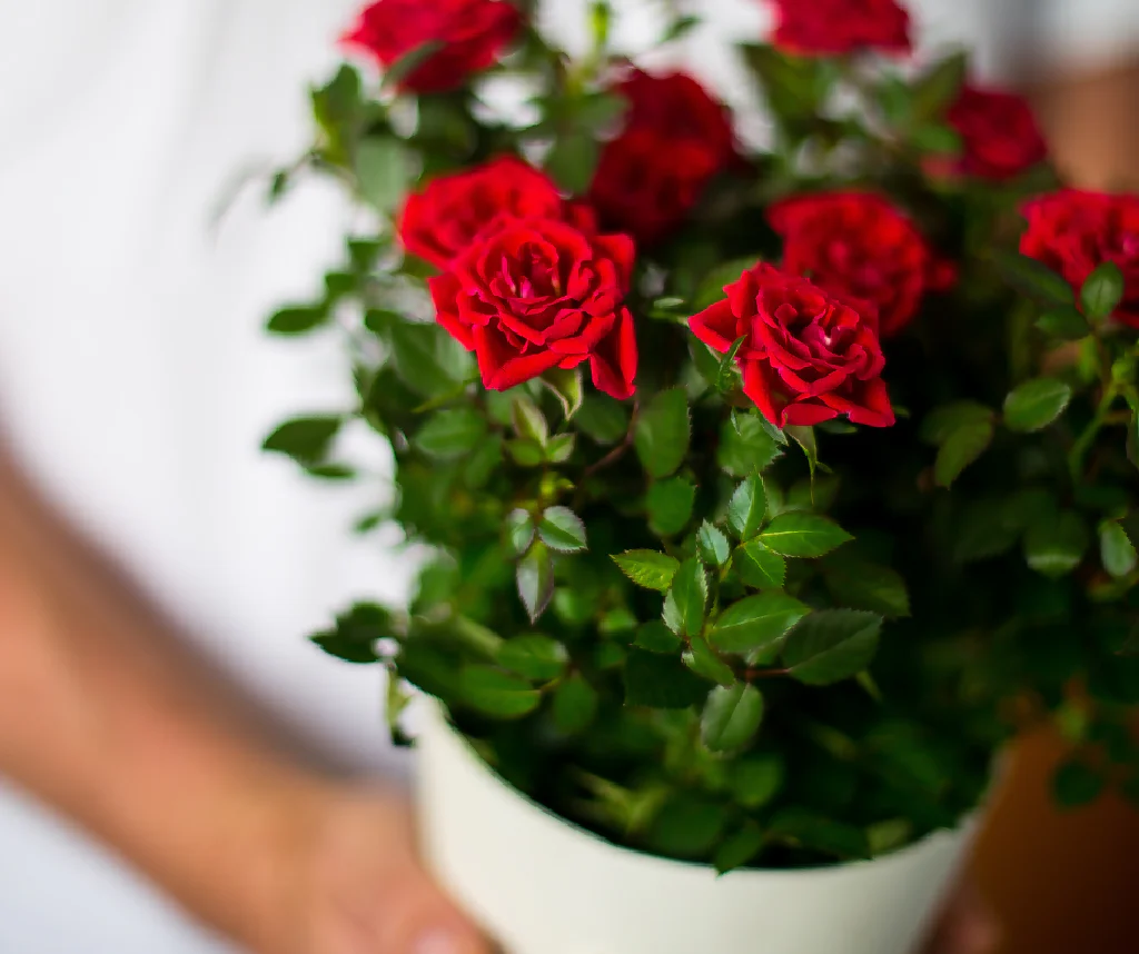 Rose Plant 'Dublin Bay ' Full Plants in 5 Litre Pots - Image 4