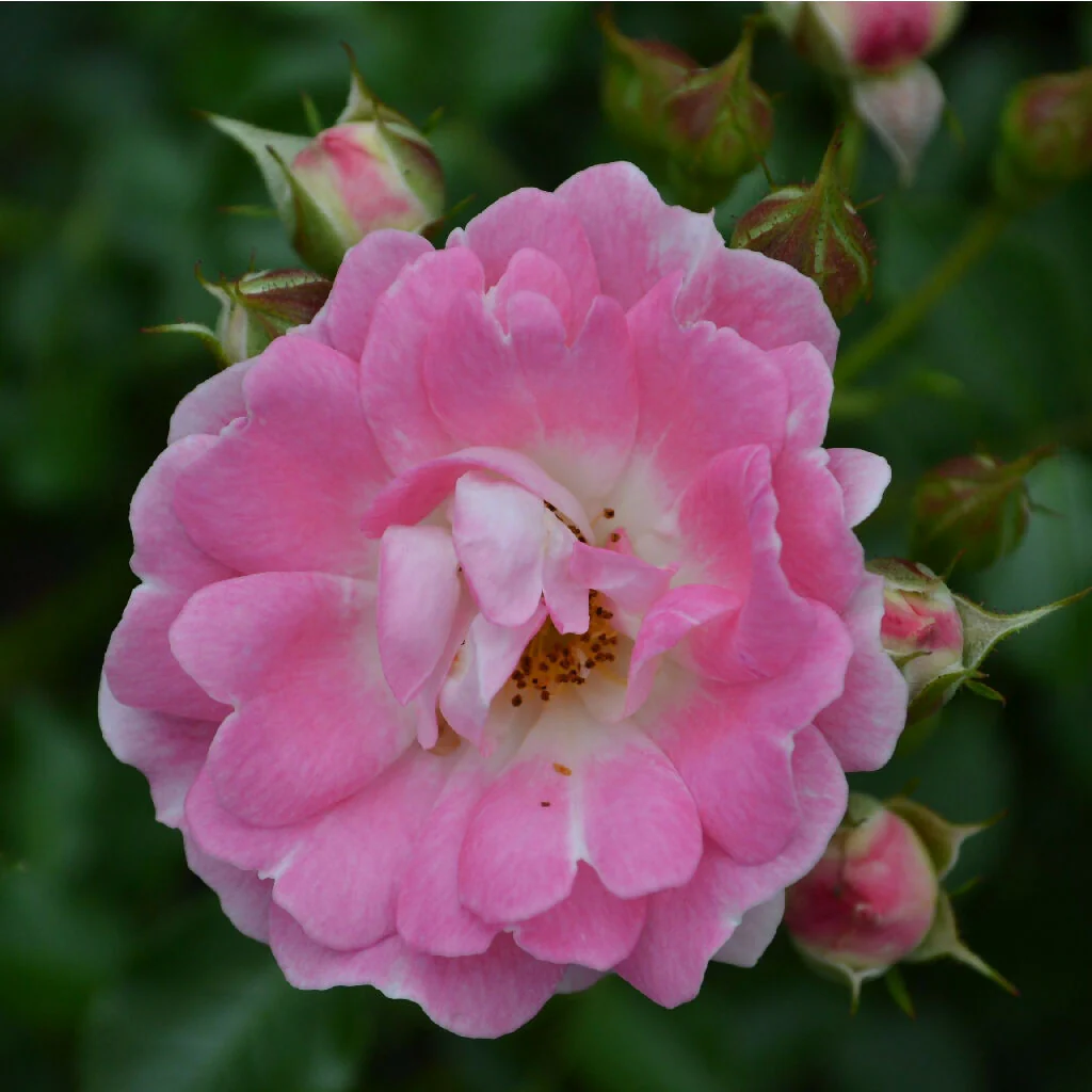 Rose Plant 'Flirt' Full Plants in 3 Litre Pots - Image 2