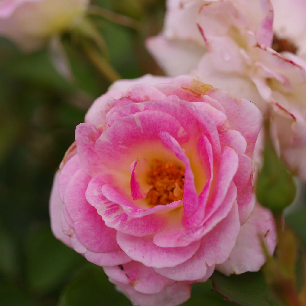 Rose Plant 'Flirt' Full Plants in 3 Litre Pots - Image 3