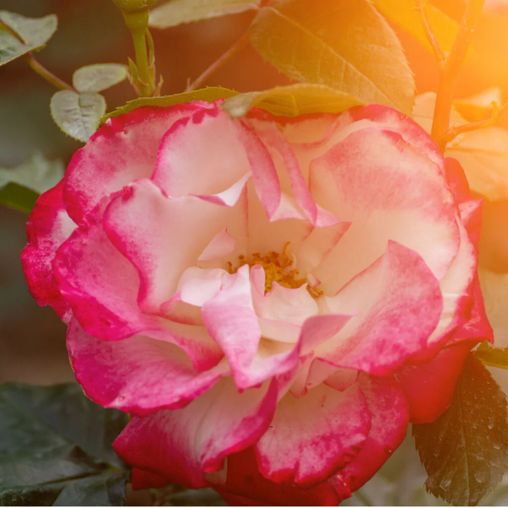 Rose Plant 'Flirt' Full Plants in 3 Litre Pots - Image 4