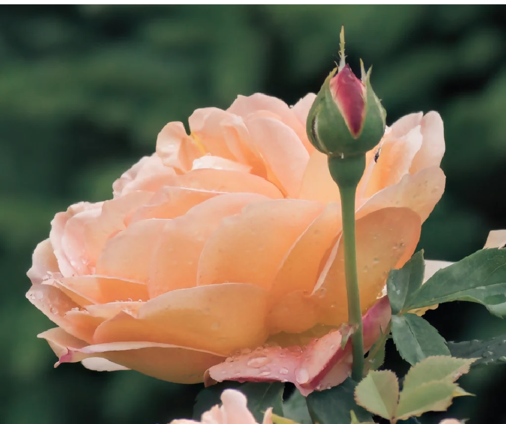 Rose Plant 'Fragrant Delight' Full Plants in 5 Litre Pots - Image 3