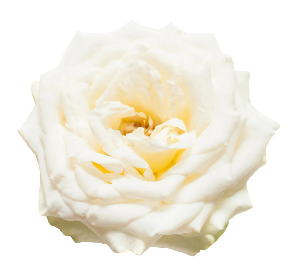 Rose Plant 'Iceberg' Full Plants in 5 Litre Pots - Image 3