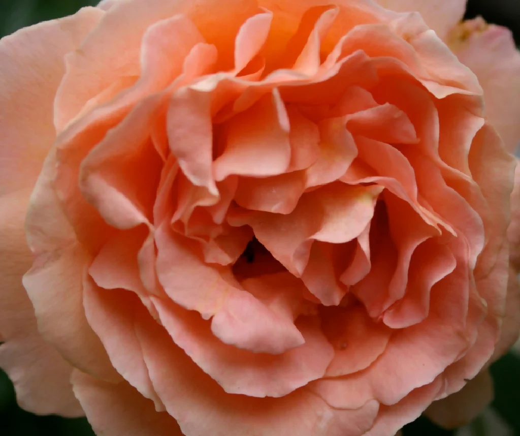 Rose Plant 'It's a Wonderful Life' Full Plants in 5 Litre Pots - Image 3