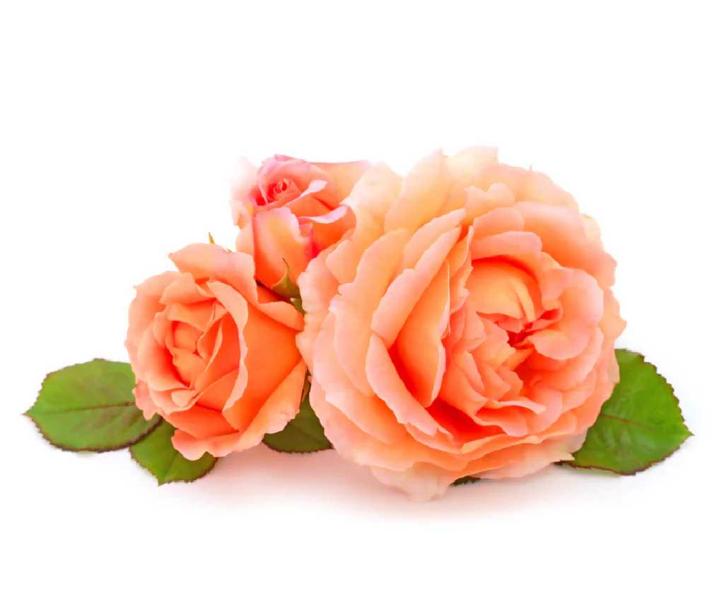 Rose Plant 'It's a Wonderful Life' Full Plants in 5 Litre Pots - Image 4