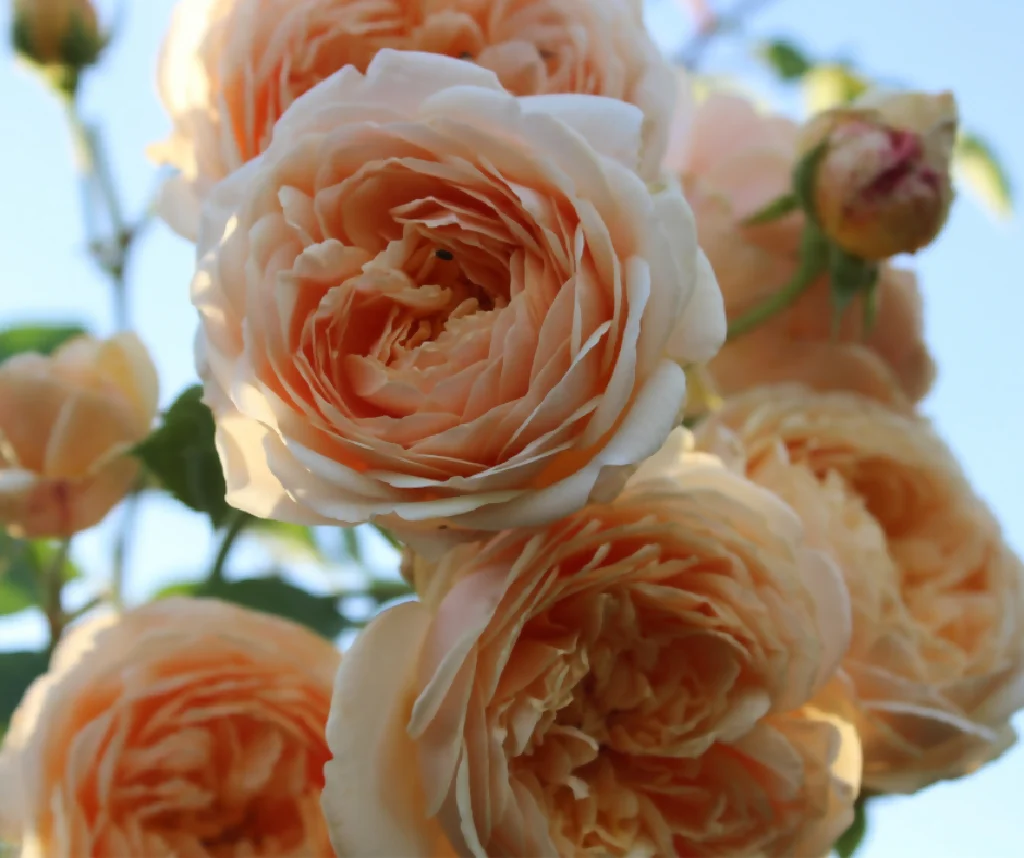 Rose Plant 'Its a Wonderful Life' Full Plants in 5 Litre Pots - Image 3