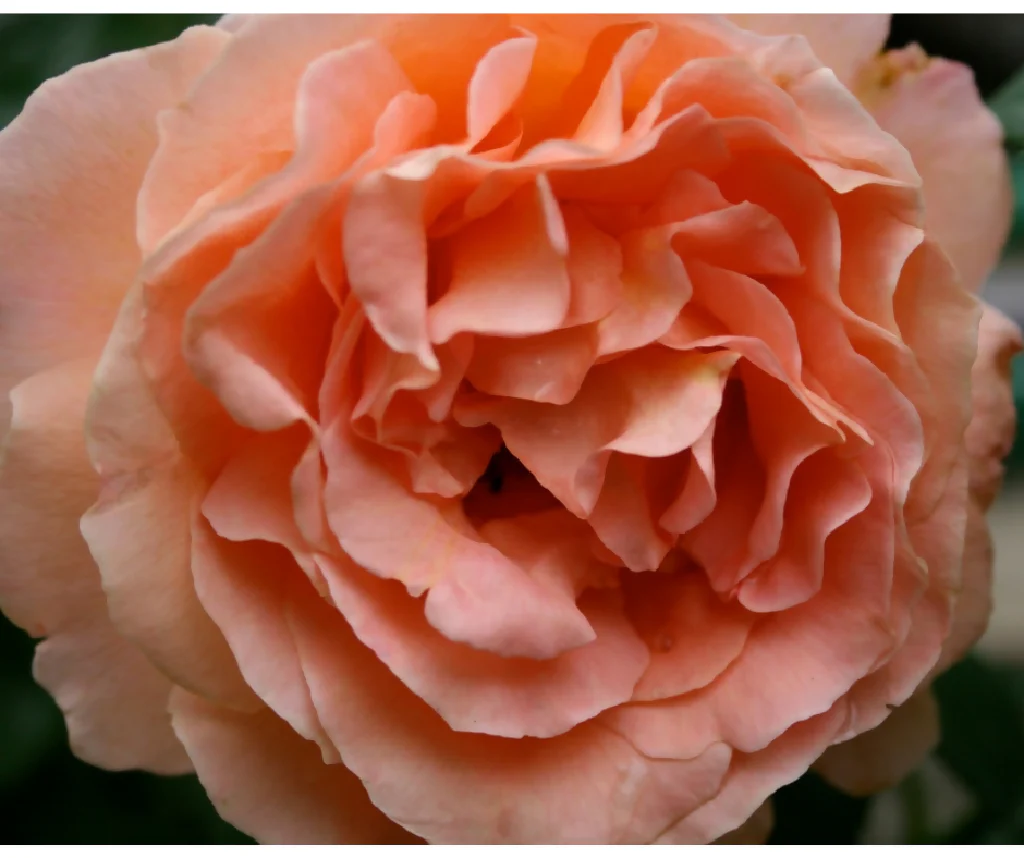 Rose Plant 'Its a Wonderful Life' Full Plants in 5 Litre Pots - Image 4